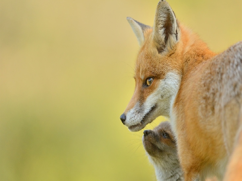 云烟用试管装(试管后去几次医院)